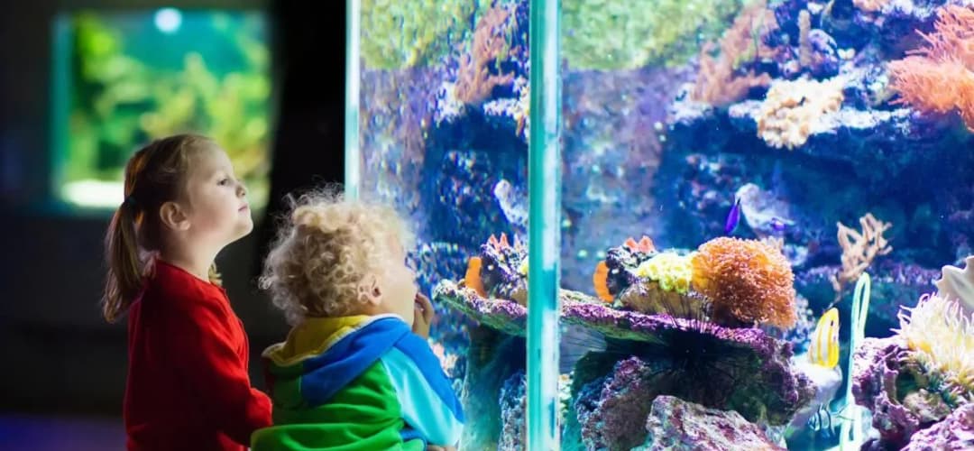 Oceanarium Opole: Odkryj fascynujący Wodny Świat i jego atrakcje