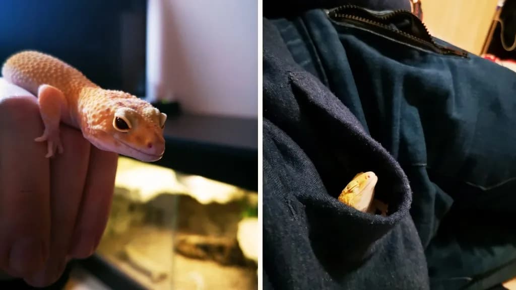 Jak hodować gekony: kluczowe wskazówki dla początkujących hodowców