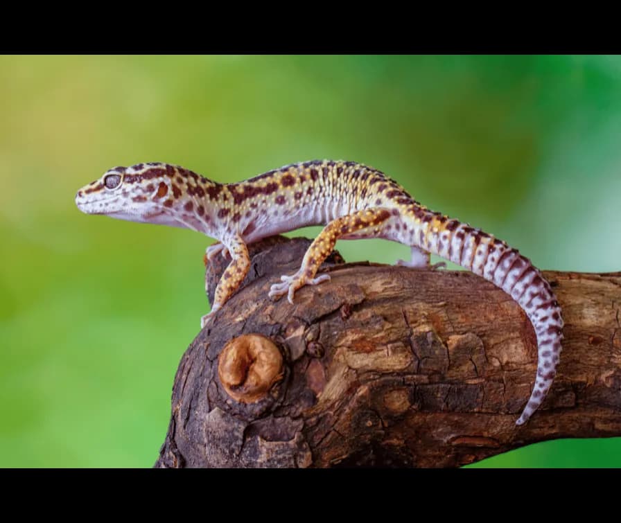 Gekon lamparci jak hodować: kluczowe wskazówki dla początkujących