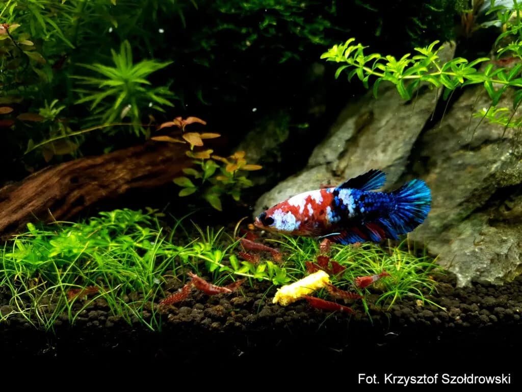 Ile rybek w akwarium 25l? Kluczowe zasady dla zdrowego środowiska