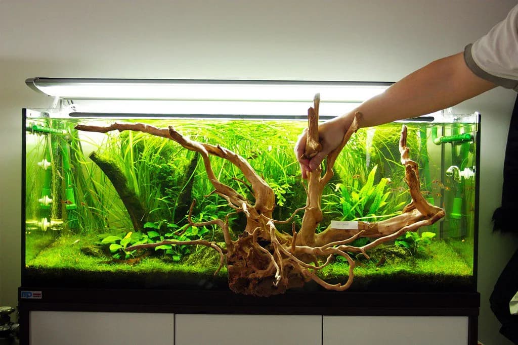 Jak przygotować korzenie do akwarium, aby uniknąć problemów z rybami