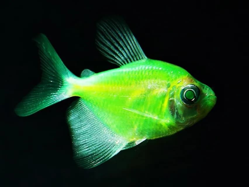 Ile kosztują rybki do akwarium? Ceny różnych gatunków i wydatki na akwarystykę