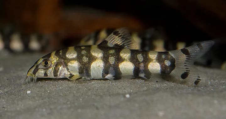 Rybki które jedzą ślimaki – skuteczne sposoby na ich eliminację w akwarium