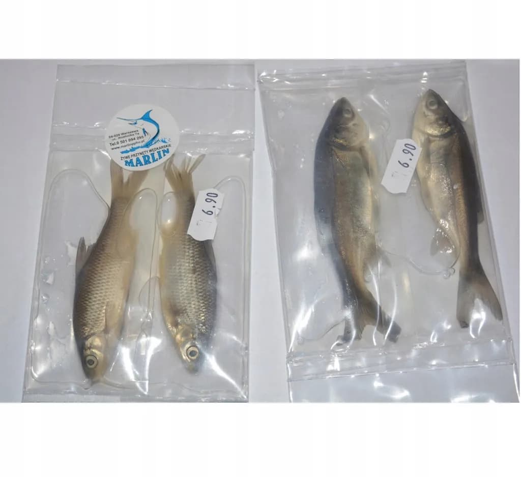 Gdzie kupić rybki na żywca - sprawdzone miejsca i najlepsze oferty