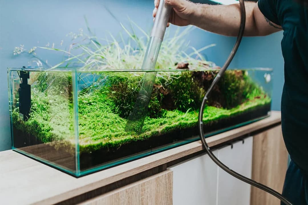 Jak wymienić wodę w akwarium bez stresu dla ryb i roślin