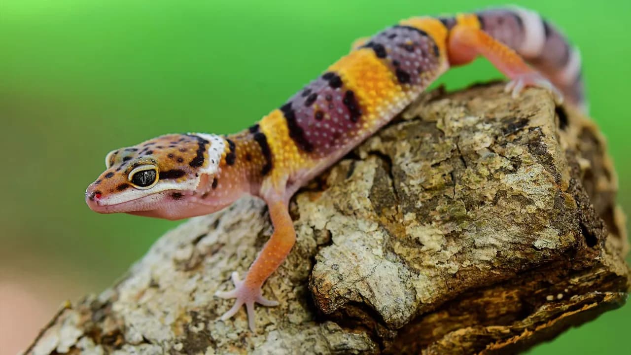Gdzie kupić gekona lamparciego? Sprawdzone źródła i porady