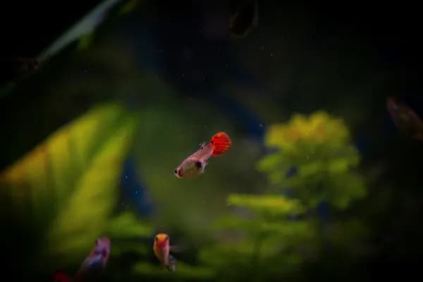 Jak obniżyć NO₃ w akwarium i poprawić zdrowie ryb i roślin