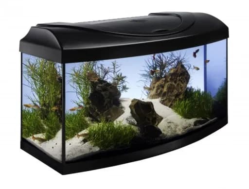 Ile kosztuje akwarium? Sprawdź ceny i ukryte wydatki na start