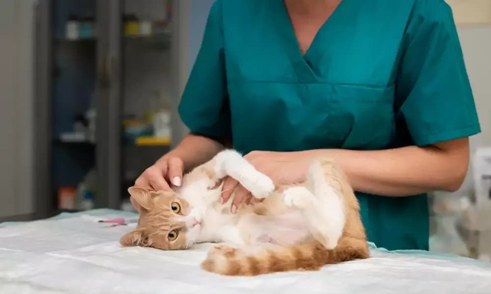 Ile trwa odrobaczanie kota? Sprawdź, co musisz wiedzieć o zabiegu