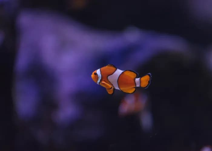 Rybka Nemo jaki to gatunek? Poznaj tajemnice błazenka plamistego