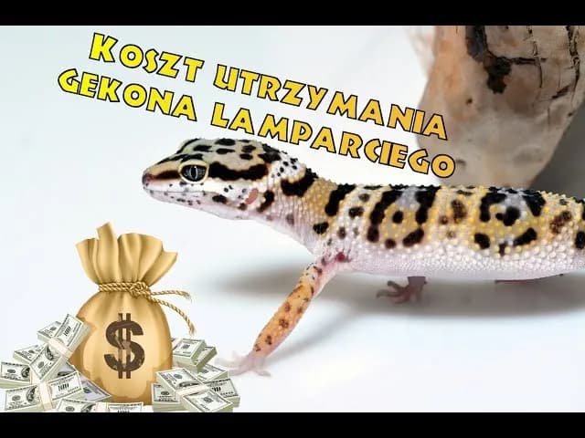 Ile kosztują gekony? Ceny różnych gatunków i ukryte wydatki