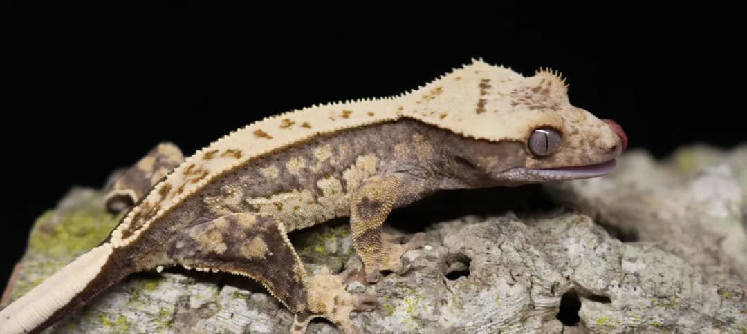 Ile żyje gekon orzęsiony? Odkryj sekrety ich długowieczności
