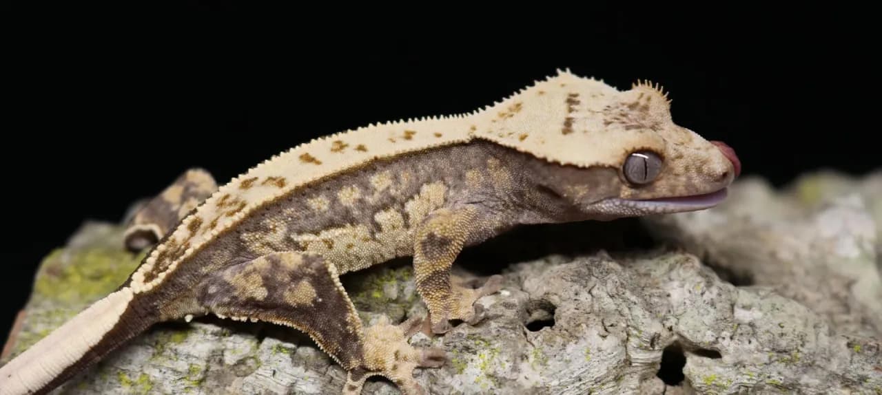 Ile żyje gekon orzęsiony? Odkryj sekrety ich długowieczności