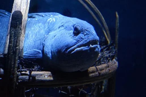 Ceny biletów do Oceanarium Stralsund – uniknij kolejek i oszczędzaj