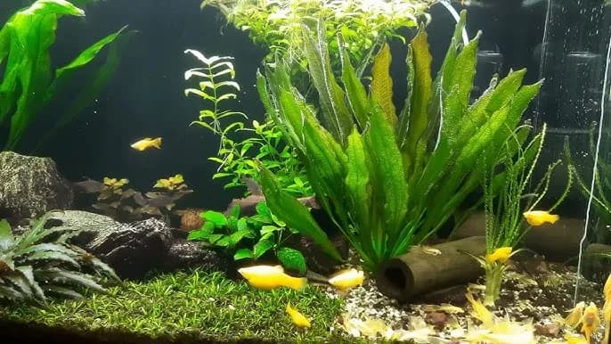 Jak odmulić dno akwarium i uniknąć problemów z jakością wody