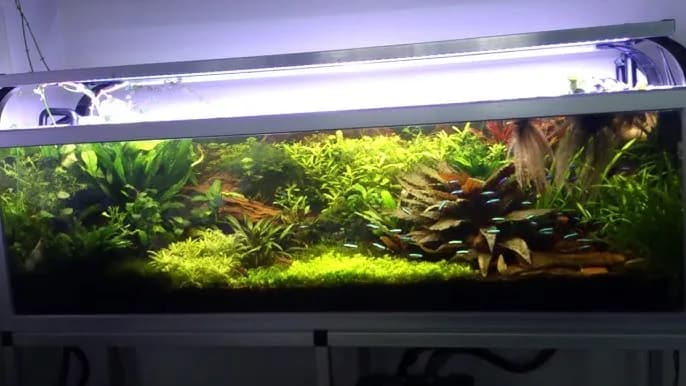 Jak zrobić podłoże do akwarium, aby uniknąć problemów z roślinami i rybami