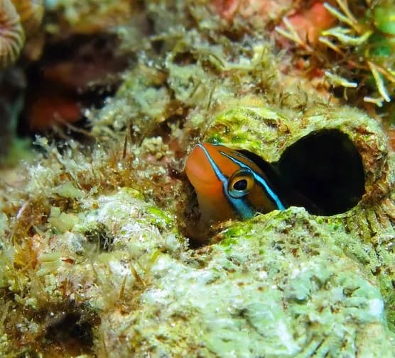 Jak śpią rybki w akwarium? Odkryj zaskakujące fakty o ich śnie