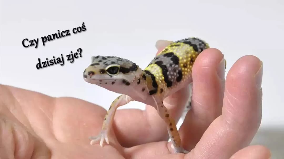 Jak często karmić gekona lamparciego w zależności od jego wieku?