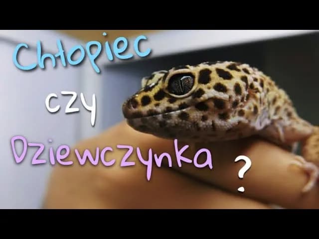 Jak rozpoznać płeć gekona orzęsionego - uniknij błędów przy identyfikacji