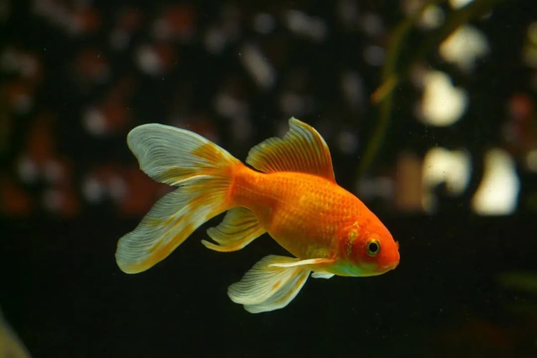 Kto hoduje złote rybki i jak zapewnić im najlepszą opiekę?
