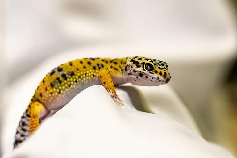 Ile kosztuje gekon? Ceny, które mogą Cię zaskoczyć w Polsce