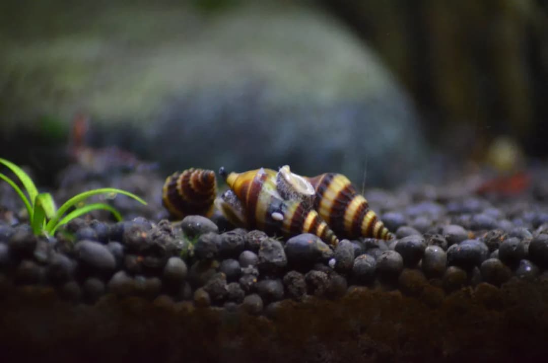 Skuteczne metody na ślimaki w akwarium – jak ich uniknąć i walczyć