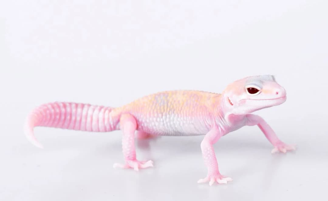 Ile powinien ważyć gekon lamparci? Sprawdź, czy twój jest zdrowy