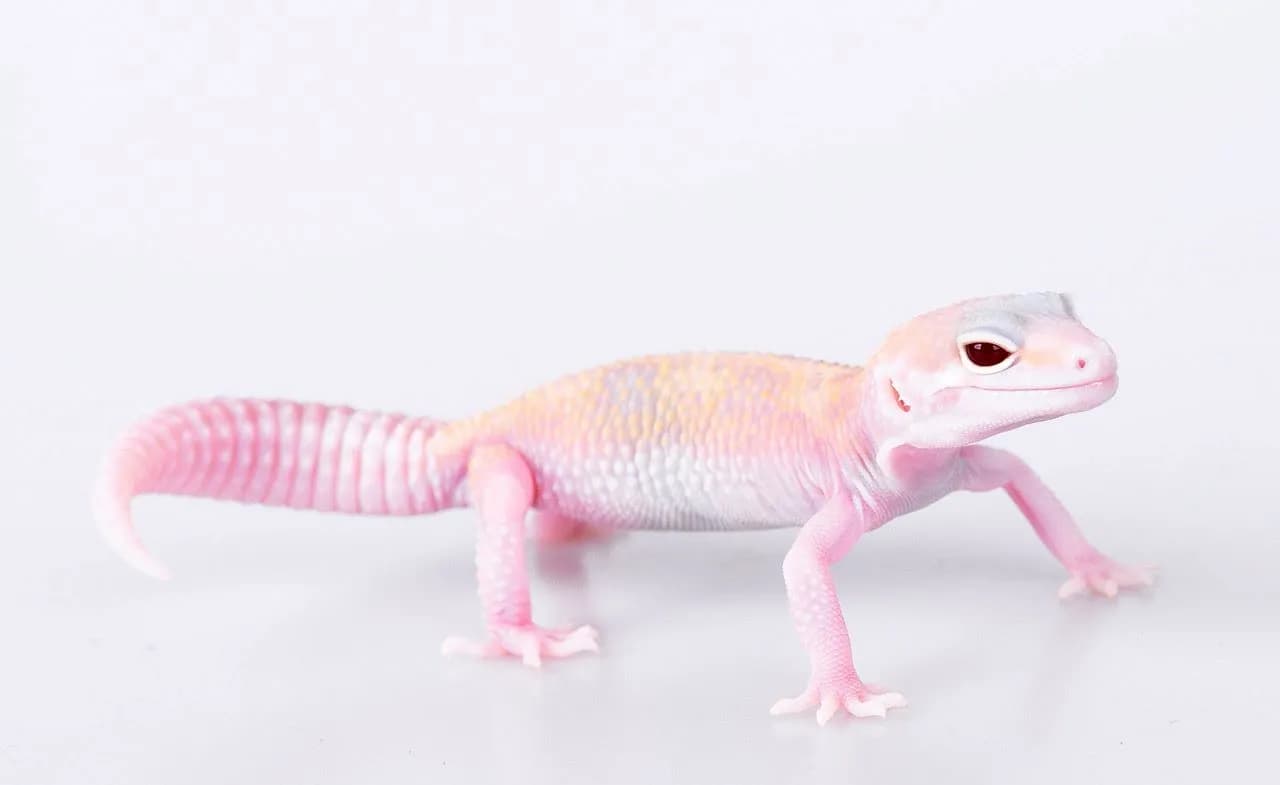 Ile powinien ważyć gekon lamparci? Sprawdź, czy twój jest zdrowy