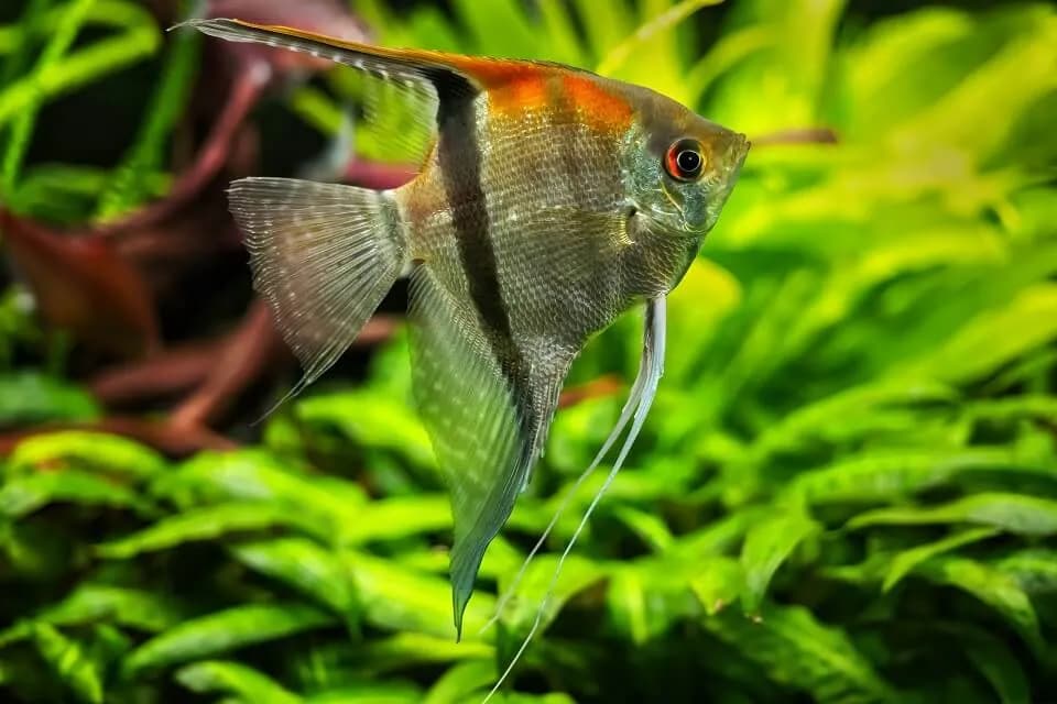 Jakie rybki ze skalarami: idealne towarzystwo dla spokojnego akwarium