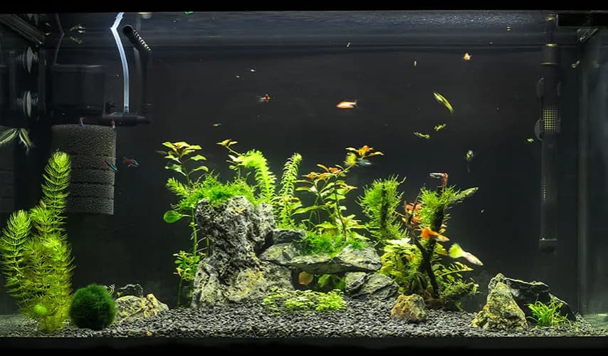Jak prawidłowo ustawić filtr w akwarium, aby uniknąć problemów z rybami